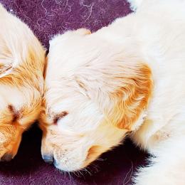 Golden Retriever Puppies from Golden Meadows of Utah