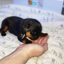 Rottweiler Puppies from Pearce Rottweilers