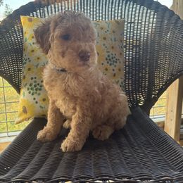 Dark blue - Cream male Goldendoodle puppy in Seguin, Texas from Dude Ranch Doodles
