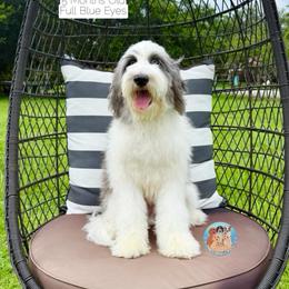 Cloud - Parti male Double Doodle puppy in Southwest Ranches, Florida from Dandy Doodle Ranch