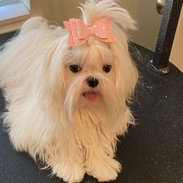 Maltese All Grown Up from A Maltese 4U