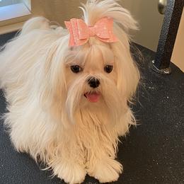 Maltese All Grown Up from A Maltese 4U
