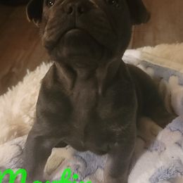 French Bulldogs from Martin Family Kennels
