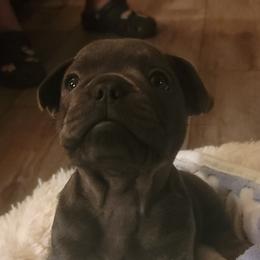 French Bulldogs from Martin Family Kennels