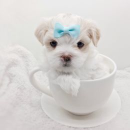 Companion Cross, Havanese, Mal-Shi, Maltese, Maltipoo, Morkie, and Shih Tzu Puppies from Seeking Shalom Acres Maltese, Maltipoos & Havamalts