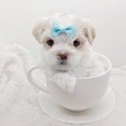 Companion Cross, Havanese, Mal-Shi, Maltese, Maltipoo, Morkie, and Shih Tzu Puppies from Seeking Shalom Acres Maltese, Maltipoos & Havamalts