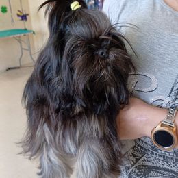 RAVEN - Shih Tzu