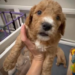 Beau - Red  male Goldendoodle puppy in Bradenton, Florida from Christianna’s Mini Goldendoodles