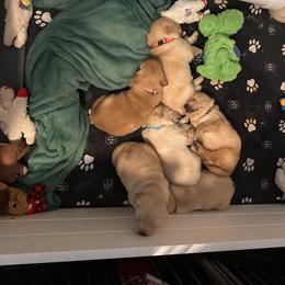 Lilac - Light golden female Golden Retriever puppy in Van Alstyne, Texas from Grace N Goldens