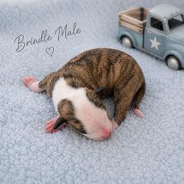 Boy 3 - Fawn brindle male Whippet puppy in Kalamazoo, Michigan from Clarriott Whippets & Cavapoos