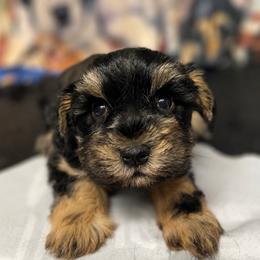 Ross - Black male Miniature Schnauzer puppy in Miami, Florida from Chiquiticos Shnauzers