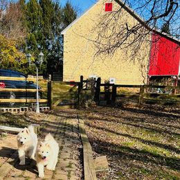 Samoyed Puppies from Winterfrost Samoyeds