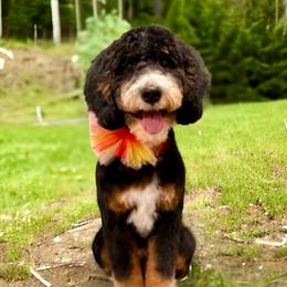 Coco - Bernedoodle