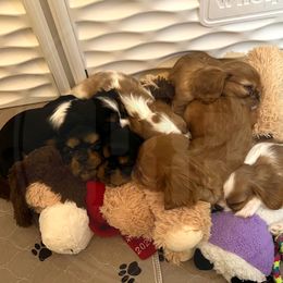 Cavalier King Charles Spaniel Puppies from Pay it Forwood