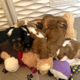 Cavalier King Charles Spaniel Puppies from Pay it Forwood