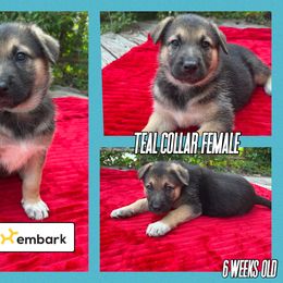 German Shepherd Puppies from Pocono GSD