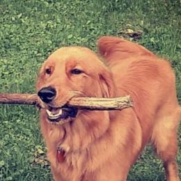 Golden Retriever All Grown Up from Nelsons Goldens