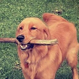 Golden Retriever All Grown Up from Nelsons Goldens