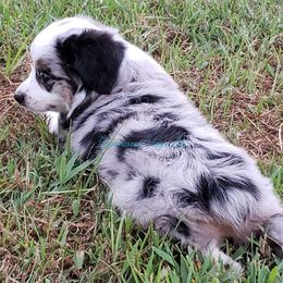 Australian Shepherd, Miniature Australian Shepherd, and Toy Australian Shepherd Puppies from Rumour Has It Aussies