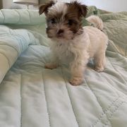 Shih Tzu, Shorkie, Yorkipoo, and Yorkshire Terrier Puppies from Little Rascal Ranch