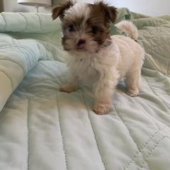 Shih Tzu, Shorkie, Yorkipoo, and Yorkshire Terrier Puppies from Little Rascal Ranch