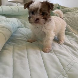 Shih Tzu, Shorkie, Yorkipoo, and Yorkshire Terrier Puppies from Little Rascal Ranch
