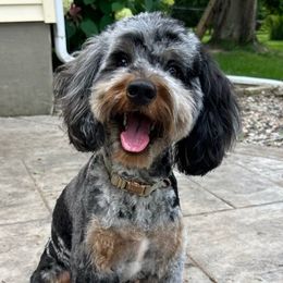 Jovie - Bernedoodle