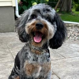 Jovie - Bernedoodle