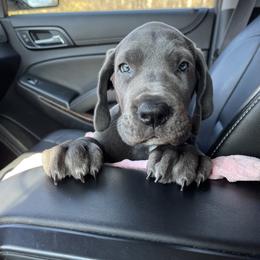 Great Dane Puppies from Starlight Danes