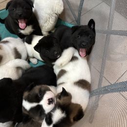 Akita Puppies from Gloe Akita's