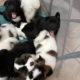 Akita Puppies from Gloe Akita's