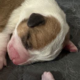 Sampson - Red male Pembroke Welsh Corgi puppy in Brashear, Texas from Sherwood Acres Pembrokes