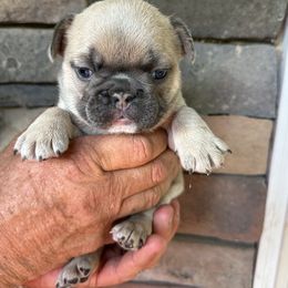 French Bulldog Puppies from Frenchiesbysouthernbell