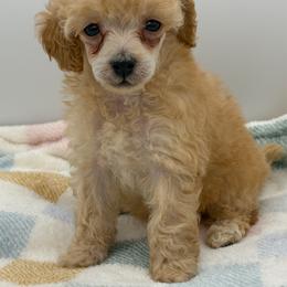 Tiger - Red  male Poodle puppy in Wheatland, California from Sapphire Ridge Poodles