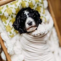 Kona - Black and white Bernedoodle puppy in Grants Pass, Oregon from Royal Empire Bernedoodles