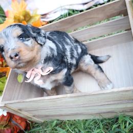 Mocha (Pink Bow) - female Bernese Mountain Dog puppy in Middlesex, North Carolina from Willow Springs Doodles & Berners
