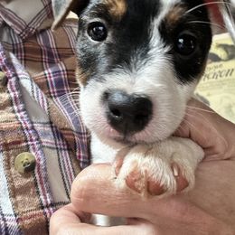 Jack Russell Terrier Puppies from Bagg End Jack Russell Terriers