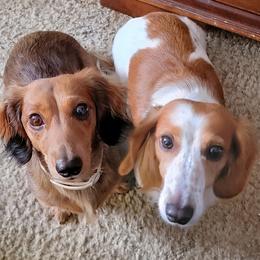 Dachshund Puppies from CLARK'S BREEDING PROGRAM