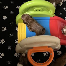 Shih Tzus from Shannon’s Sweet and Sassy Shih Tzu’s