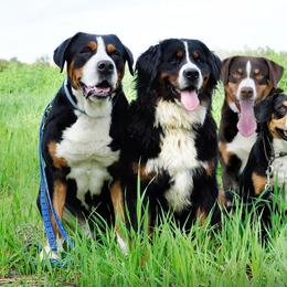 Entlebucher Mountain Dog Puppies from Feather Farm's Entles