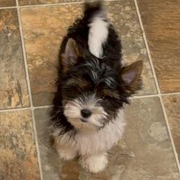 Ruby's little Max - Black tan and white male Biewer Terrier puppy in Lebanon, Oregon from SD99Biewers