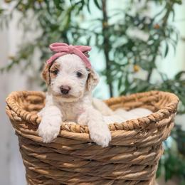 Cotton Candy - Parti female Goldendoodle puppy in Sulphur, Louisiana from Curly Q’s Of Carlyss