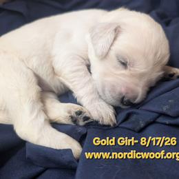 Gold Girl - Light golden female Golden Retriever puppy in Peoria, Arizona from Nordic Woof's Golden Retrievers