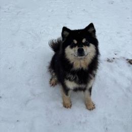 Maple - Finnish Lapphund