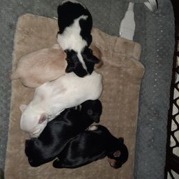 Morkie Puppies from The Morkie Mafia