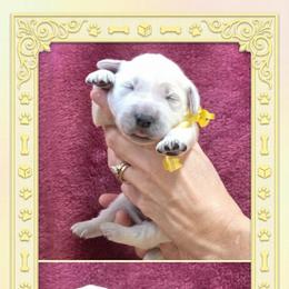 Girl 3 - Light golden female Golden Retriever puppy in Webberville, Michigan from All by grace goldens