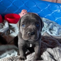 Gray ghost - Gray male Cane Corso puppy in El Dorado, Arkansas from Lower Arkansas Cane Corso