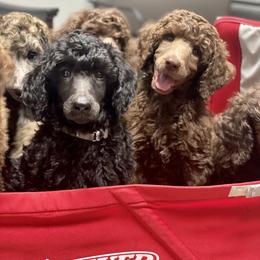 Poodle Puppies from Creek Side Kennels