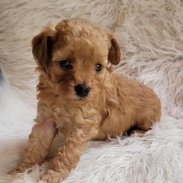 Gavin - Red  male Poodle puppy in Montrose, Pennsylvania from Tales Of Joy