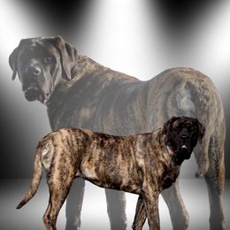 Bagheera - Mastiff